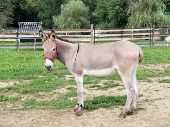 miniature donkeys New Jersey