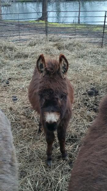 miniature donkeys