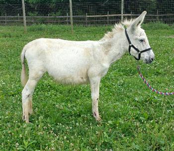 miniature donkeys