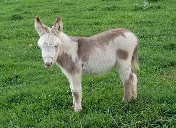 mini donkeys for sale NJ