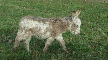miniature donkeys